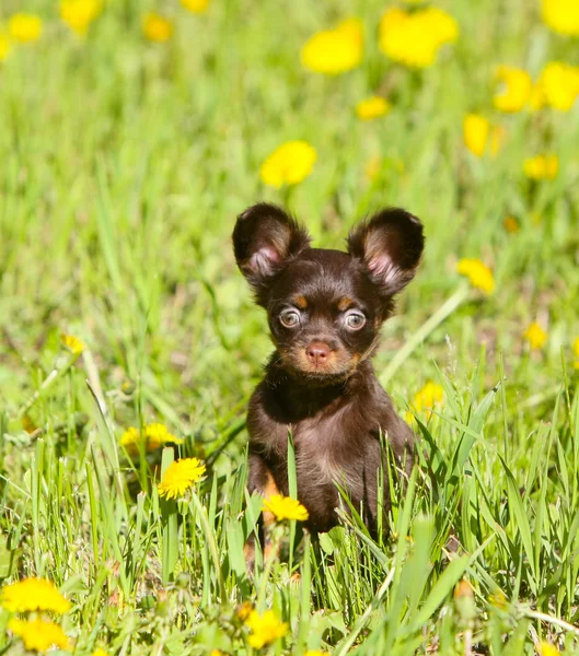 Маленький щенок, сидящий на зеленой траве. Русская игрушка — стоковое фото
