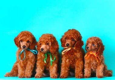 Dört şirin kırmızı köpek yavrusu. Birçok köpek oturuyor. Fino köpeği parlak yay. 