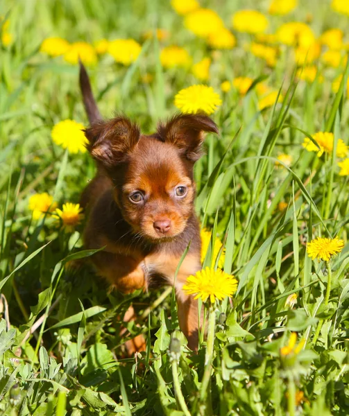 Yeşil otların arasında oturan küçük bir köpek yavrusu. Rus oyuncak — Stok fotoğraf