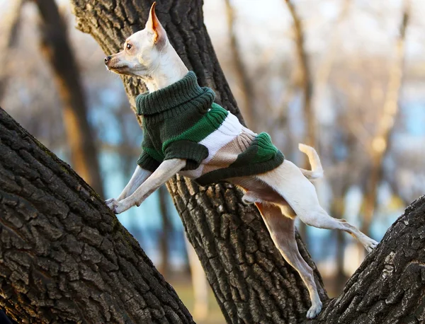 El perro blanco está de pie sobre un árbol. El cachorro trepó a un árbol. Ropa de mascotas . — Foto de Stock