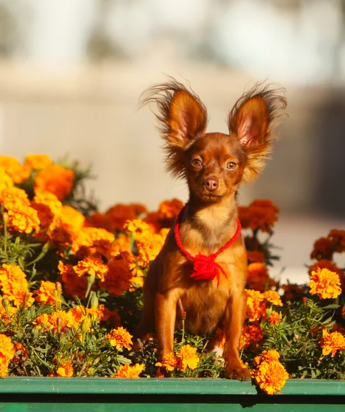 빨간 머리 개 오렌지 색상에 앉아입니다. 화 단에 아름 다운 강아지. — 스톡 사진