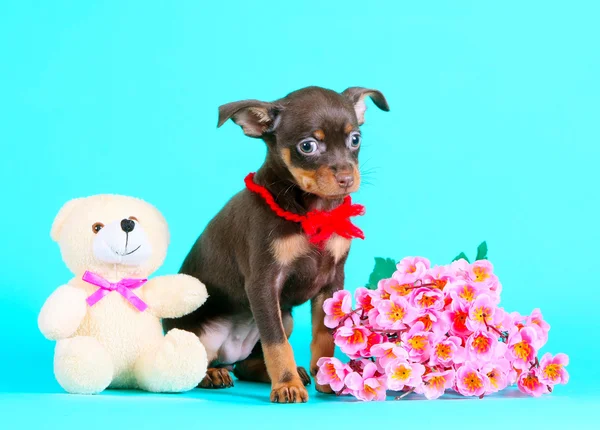 Cute brown puppy and pink flowers. Little dog on a turquoise background. — Stock Photo, Image