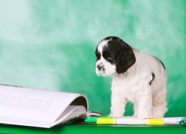 Ayakta ve açık bir kitaba bakmalısın beyaz ve siyah köpek yavrusu. Yumuşak ve sarkık kulaklı köpek.