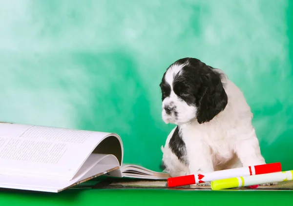 Cachorro blanco y negro sentado y mirando un libro abierto. Perro con orejas flojas . — Foto de Stock