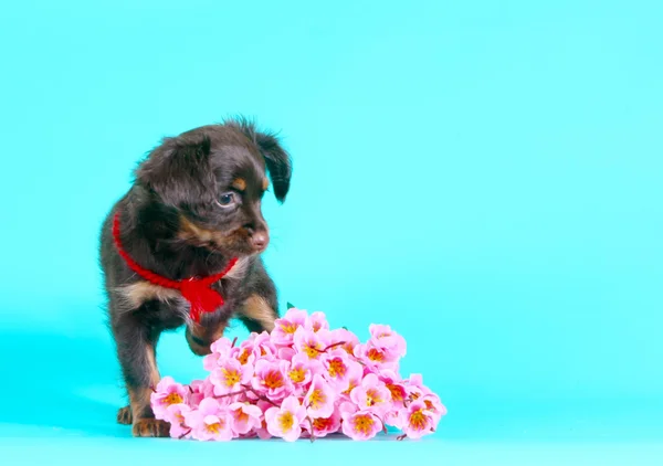 긴 머리를 가진 귀여운 갈색 강아지입니다. 아름 다운 강아지와 핑크 꽃다발. — 스톡 사진