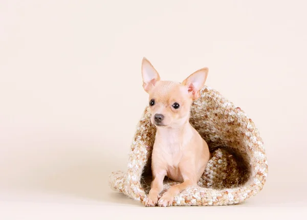 Beautiful little dog in a knit bag. — Stock Photo, Image