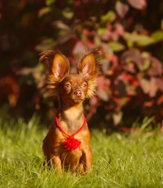 Красива собака в осінньому пейзажі. Цуценя з вухами. домашніх тварин . — стокове фото