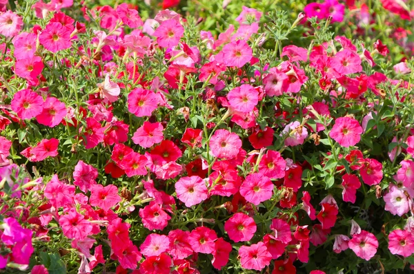 Många Rosa Blommor Vacker Och Ljus Anläggning Blommande Blomma Säng — Stockfoto