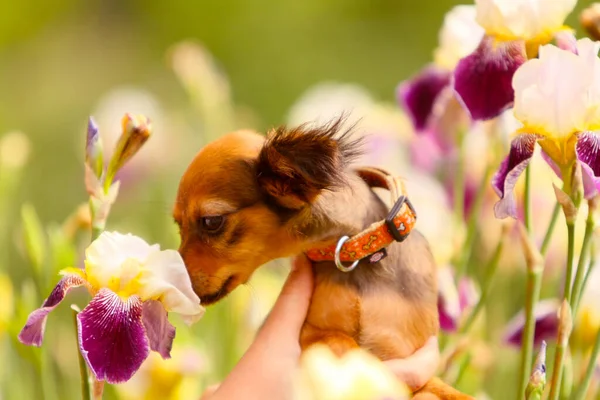 Cute puppy sniffs a beautiful flower bud of irises.