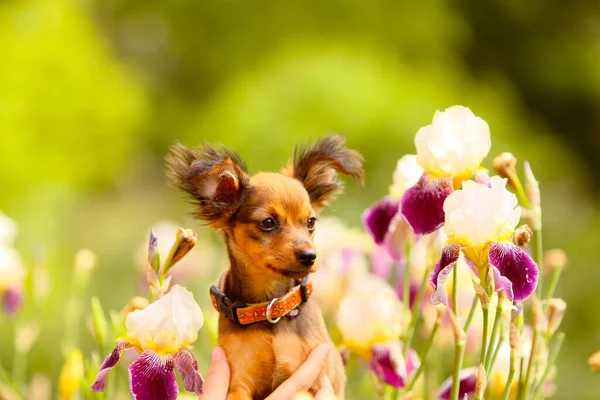 Cute Puppy Posing Background Beautiful Irises Flowers Portrait Small Red — Stock Photo, Image