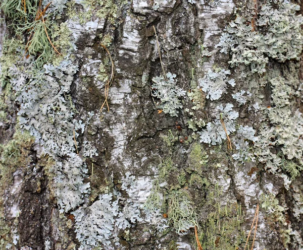 Björkbark Närbild Naturlig Trä Bakgrund Med Mossa Textur Ovanifrån Kopia — Stockfoto