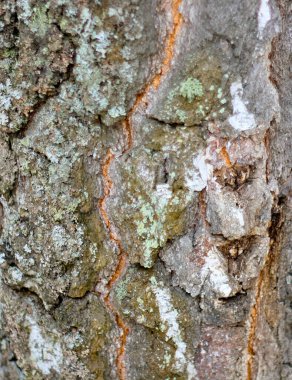 Çam kabuğu yakın plan. Doğal kozalaklı ağaçların arka planı. Yosun desenli. Mekanın bir kopyası. Seçici odaklanma. Ön manzara. Metin için boş alan. Dikey resim.