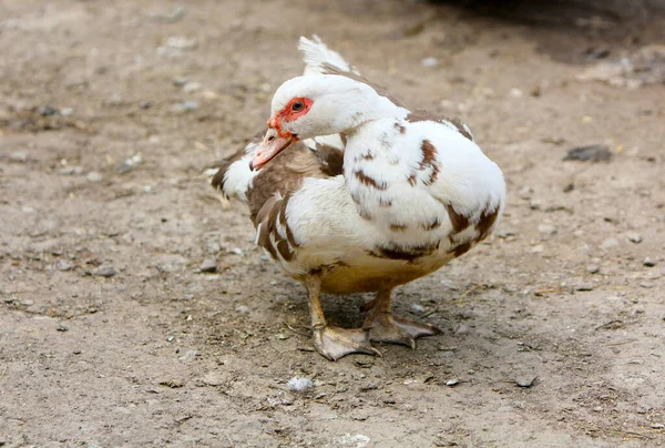 Duck Berpose Close Unggas Jalan Hewan Desa Gambar Horisontal Salinan — Stok Foto