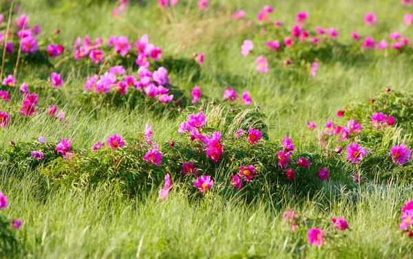 開花植物マリン根のエレガントで美しい背景 天然由来の医薬品 宇宙のコピーだ 水平画像 選択的フォーカス 自然のままだ 開花草原 — ストック写真