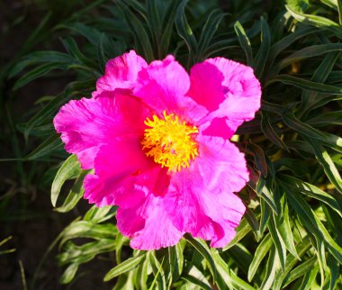 Çiçek açan Mary Root 'un zarif ve güzel arka planı. Doğal kaynaklı tıbbi bir ürün. Mekanın bir kopyası. Yatay görüntü. Seçici odaklanma. Yakın plan. Çiçekli çayırlar.