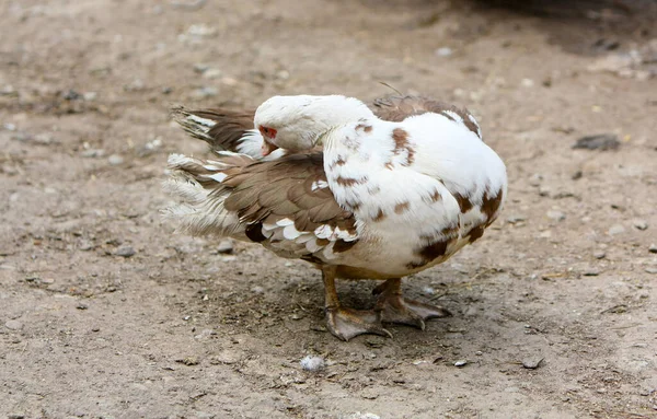 Pato Limpia Sus Plumas Hábitat Natural Aves Domésticas Silvestres Aire — Foto de Stock