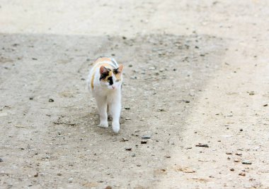 Evsiz evcil hayvan kavramı evden atıldı. Yalnız bir kedi yiyecek aramak için caddede yürür. Kedi yavrusunun alışılmadık rengi. Mekanın bir kopyası. Yakın plan. Ön görünüm.