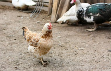 Köyde bir tavuk sokakta poz veriyor. Evcil kuşlar çiftlikte yaşar. Tarım alanında kümes hayvanı yetiştirme kavramı. Mekanın bir kopyası. Yatay görüntü. Seçici odaklanma. Açık hava.