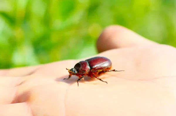 Uno Scarabeo Bruno Posa Sul Braccio Uomo Insetto Primo Piano — Foto Stock