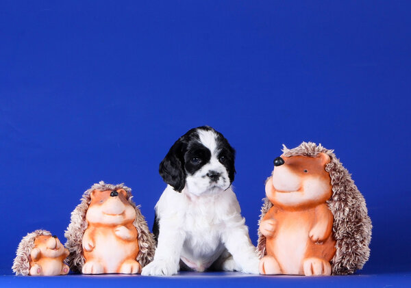 Щенок спаниель сидит с игрушками ежей на синем фоне
