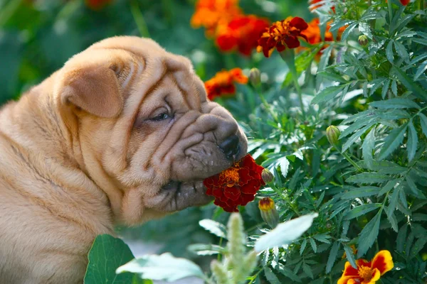 Sharpei щенок в небольших зеленых листьях и цветах — стоковое фото