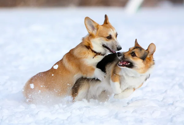 Dva psi hrají zábavné zimní venku ve sněhu — Stock fotografie