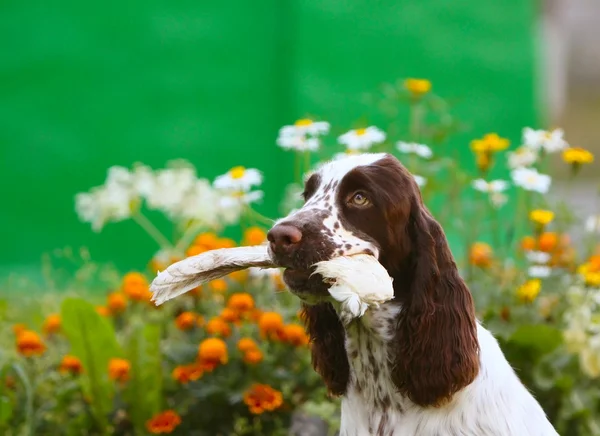 Spaniel close-up retrato com presas nos dentes — Fotografia de Stock