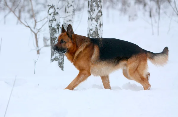 Mayoría perro pastor paseos en el invierno en el bosque en la nieve — Foto de Stock