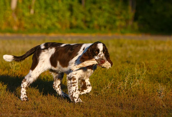 Perro con presa en la boca corre en el campo de otoño — Foto de Stock