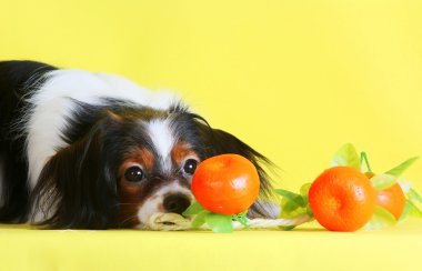 Tüylü köpek yakın çekim bak bir mandalina sarı bir arka plan üzerinde