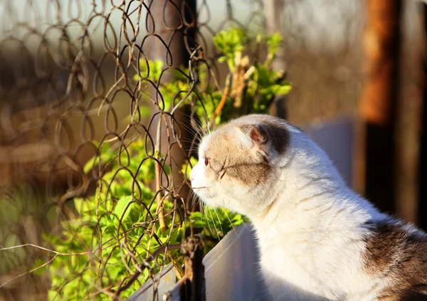 Cat sitting by a fence from the grid. — Stock Photo, Image