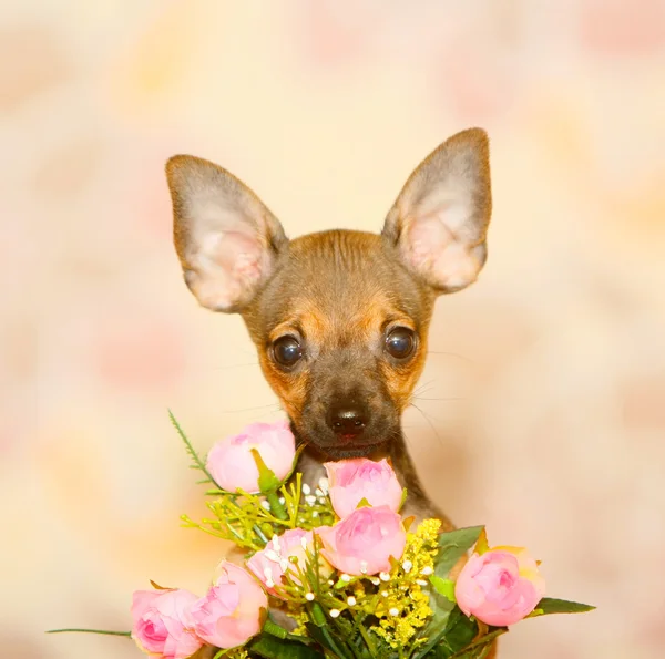 Netter kleiner Welpe mit einem Blumenstrauß auf verschwommenem Hintergrund. — Stockfoto
