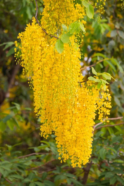 Złoty Prysznic Drzewo Kwiat Sezonie Letnim Roku — Zdjęcie stockowe