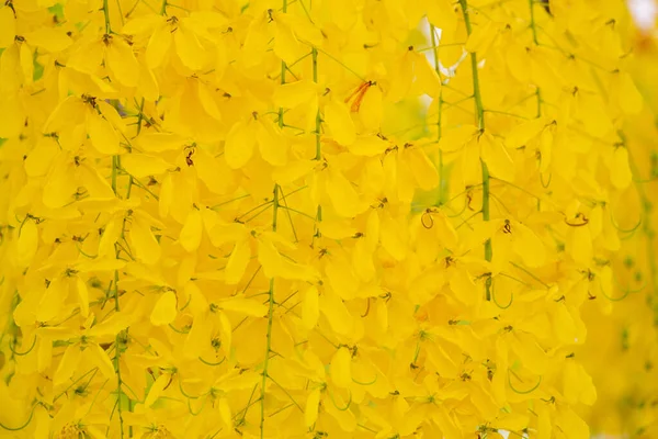 Closeup Golden Shower Tree Blossom Summer Season Year — Stock Photo, Image