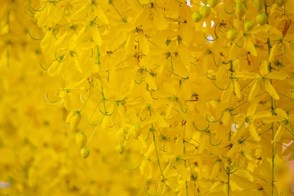 Primo Piano Pioggia Dorata Albero Fioritura Nella Stagione Estiva Dell — Foto Stock