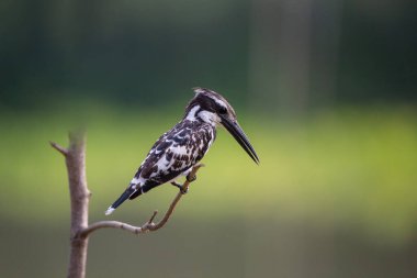 Nehrin kıyısındaki ağaçta duran balıkçı..