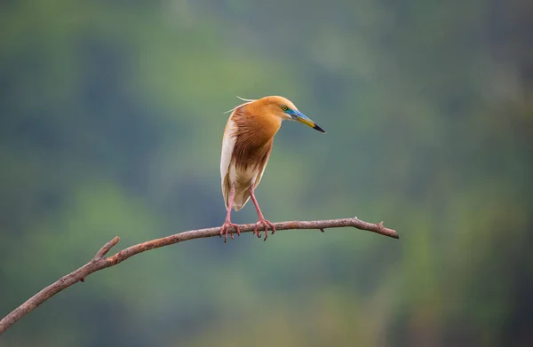 Pájaro Marrón Pie Sobre Palo Árbol Sobre Río —  Fotos de Stock