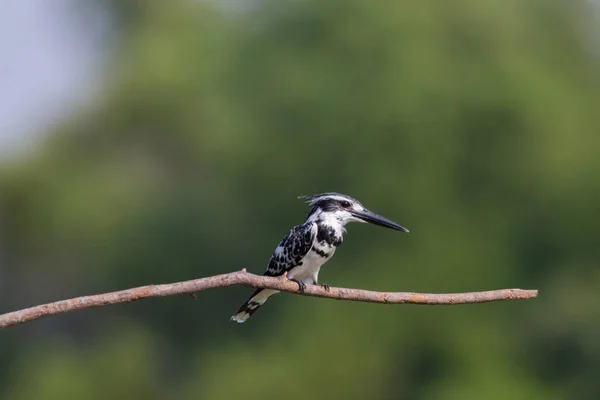 Pied Kingfisher Στέκεται Στο Ξύλο Δέντρο Πάνω Από Ποτάμι — Φωτογραφία Αρχείου