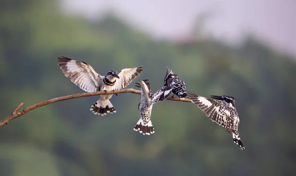 Pied Ijsvogel Staande Boom Stok Rivier — Stockfoto