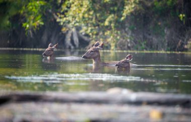 Geyik nehri geçmek için yüzüyor.