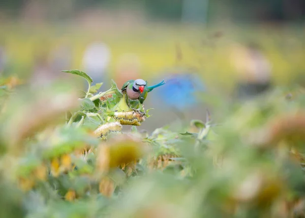 Parkiet Met Rode Borsten Vliegt Eet Zonnebloempitten Het Zonnebloemenveld — Stockfoto