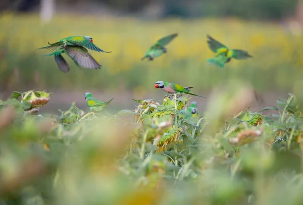向日葵花田中 一群红腹鹦鹉飞吃向日葵种子 — 图库照片