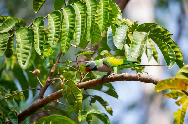 Parkiet Met Rode Borsten Eet Fruit Aan Boom — Stockfoto