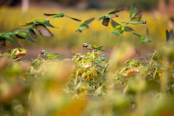 Groep Van Roodborstparkiet Vliegen Eten Van Zonnebloempitten Het Zonnebloemenveld — Stockfoto