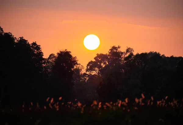 Sunset Orange Twilight Sky Forest Black Shadow — Stock Photo, Image