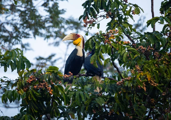 Ζευγάρι Wreathed Hornbill Κάθεται Κλαδί Δέντρου — Φωτογραφία Αρχείου