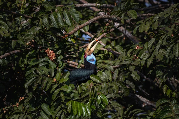 Vrouwelijke Gewervelde Neushoornvogel Zittend Boomtak — Stockfoto