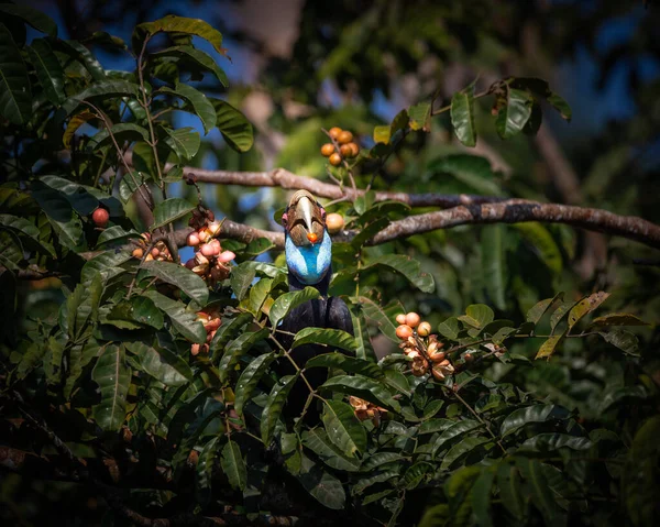 Femmina Cornuto Cornuto Seduto Ramo Albero — Foto Stock