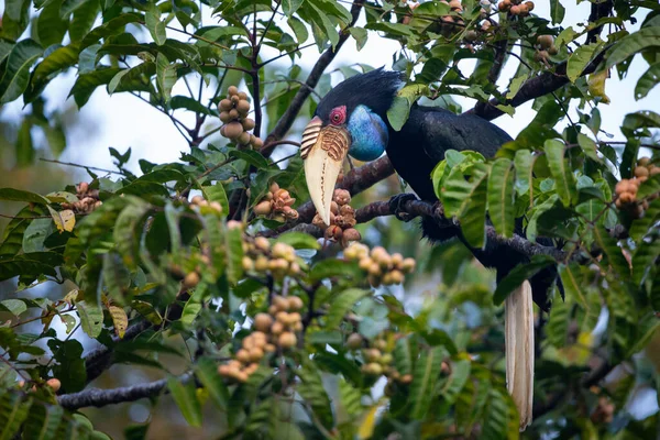 Hornbill Mujer Corazonada Sentado Rama Del Árbol —  Fotos de Stock