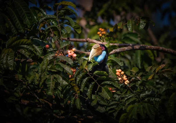 Femmina Cornuto Cornuto Seduto Ramo Albero — Foto Stock